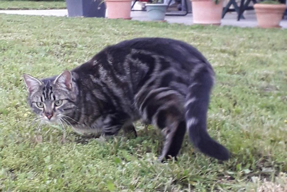 Alerte Disparition Chat Mâle , 4 ans Mende France Alerte Disparition Chat Mâle , 4 ans Mende France