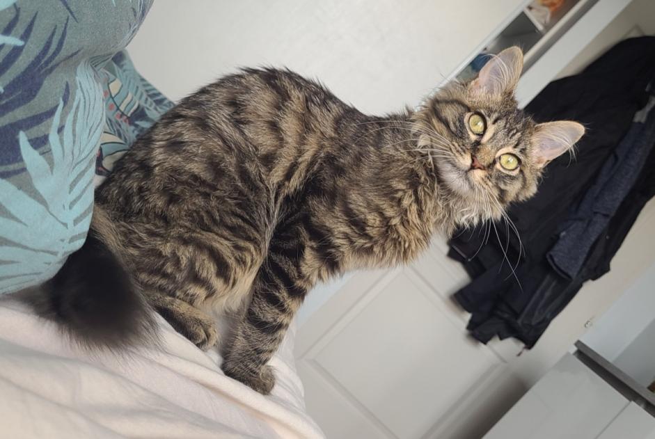 Alerte Disparition Chat Mâle , 0 ans Saint-Chély-d'Apcher France Alerte Disparition Chat Mâle , 0 ans Saint-Chély-d'Apcher France