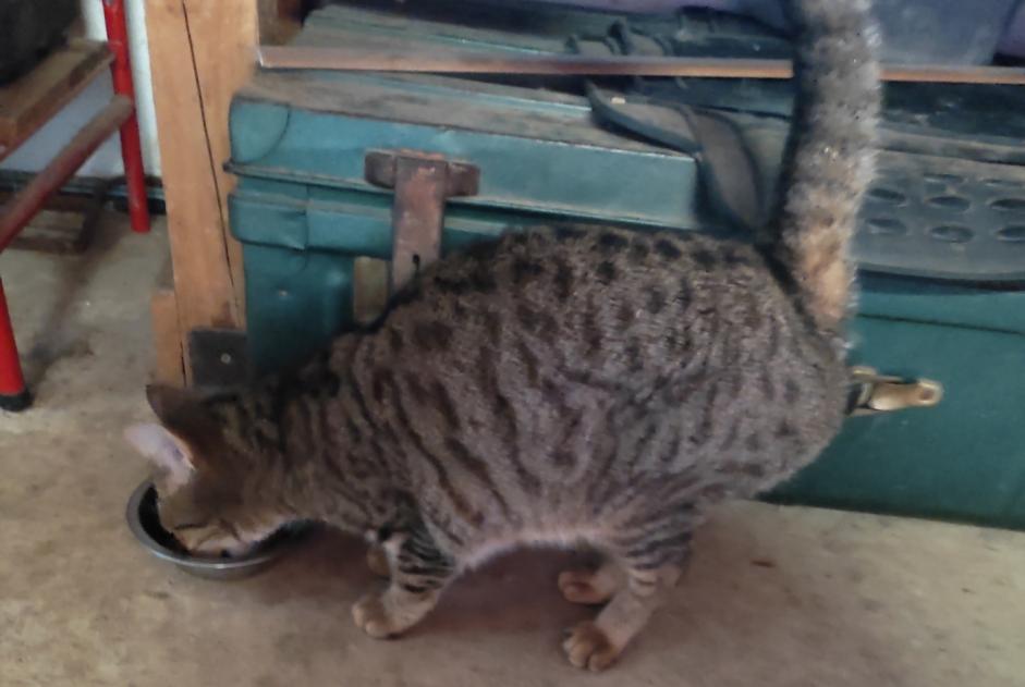 Alerta descoberta Gato cruzamento  Fêmea , Entre 9 e 12 meses Saint-Chély-d'Apcher France